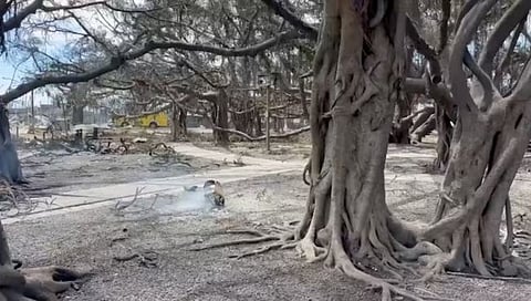 Hawaii wildfires : भारतातून अमेरिकेत आयात केलेला १५० वर्षांचा वटवृक्ष जळून खाक
