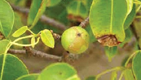 जगातील सर्वात विषारी झाड