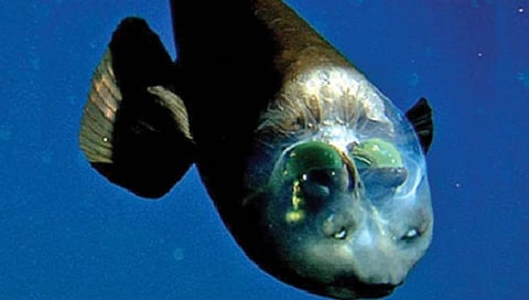 ‘हा’ मासा चक्क डोक्यातूनही पाहू शकतो!