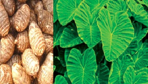 Taro leaves : अळूची पाने, कंद अनेक रोगांना ठेवतात दूर