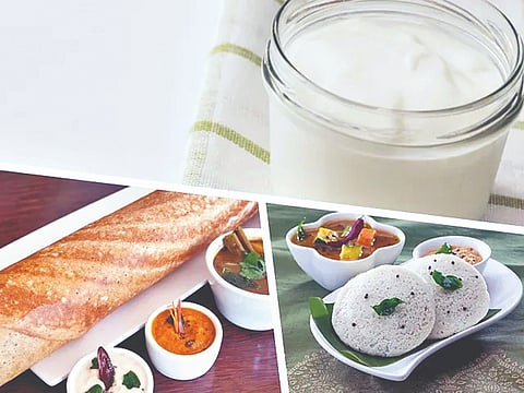 ‘प्रोबायोटिक फूड’ आरोग्यासाठी का आहे लाभदायक? जाणून घ्या अधिक