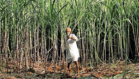 ऊस उत्पादकाला चांगला दर शक्य