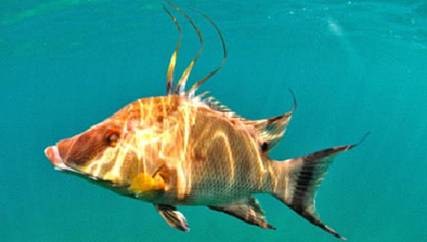 सरड्याप्रमाणे रंग बदलणारा मासा