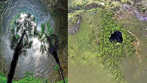 जमिनीखाली उंच झाडांची अनोखी दुनिया