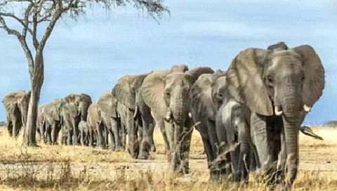 वाढत्या तापमानाचा प्राण्यांवरही होतोय विपरीत परिणाम