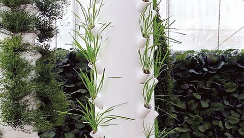 घराच्या भिंतींवर पिकवतात भाजीपाला