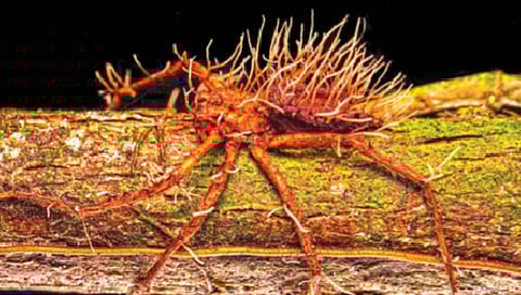 कोळ्याच्या शरीरातून उगवली मोडासारखी बुरशी