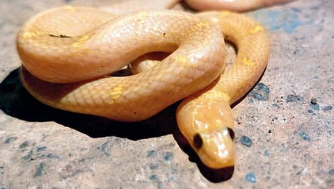 सांगलीत आढळला पांढरा साप