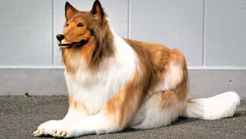 ‘त्याची’ कुत्रा बनण्याची इच्छा कुटुंबीयांनीही स्वीकारली