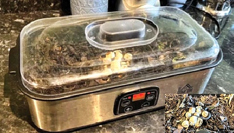 दही बनवण्याच्या भांड्यात उबवली सापाची अंडी!