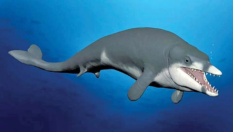 इजिप्तजवळ होती व्हेल माशांची वेगळी प्रजाती