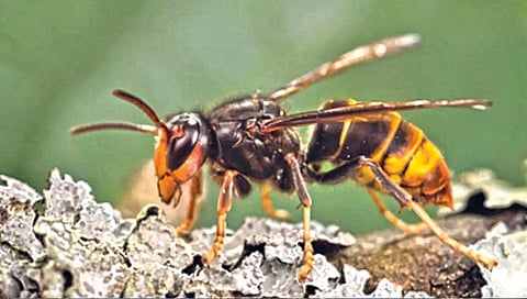 अमेरिकेत प्रथमच आढळली पिवळ्या पायांची गांधीलमाशी