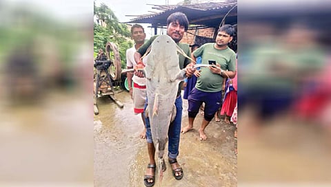 बिहारमध्ये सापडला 55 किलोंचा मासा!