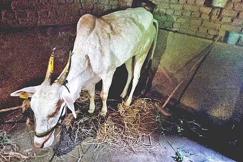 भुदरगड तालुक्यात लम्पी रोगाचा धुमाकूळ!