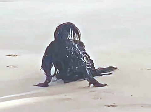 समुद्रकिनारी ‘राक्षस?’