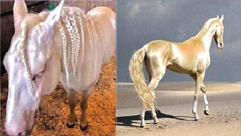 जगातील सर्वात सुंदर घोडा