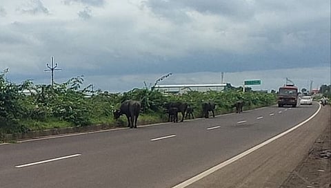 छत्रपती संभाजीनगर : सोलापूर-धुळे राष्ट्रीय महामार्गावर दुभाजकावर चरणारी गुरे देताहेत अपघातास निमंत्रण