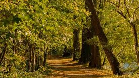 चंद्रपुरातील आंतरराष्ट्रीय प्राणी उद्यानासाठी सल्लागार नेमणार : सुधीर मुनगंटीवार