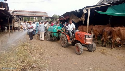 धुळे बाजार समितीत दर मंगळवारी मोफत लम्पी प्रतिबंधात्मक लसीकरण