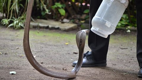 नागाचा रेस्क्यू(छाया: हेमंत घोरपडे)