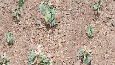 सोलापूर : जिल्ह्यातील ४० मंडळात प्रमाणापेक्षा कमी पाऊस