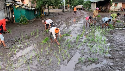 नाशिक : थेट रस्त्यावरील चिखलात भात लागवड, अहिवंतवाडी ग्रामस्थांचे अनोखे आंदोलन