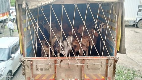 नाशिक : वरवंडी येथे गायींची वाहतुक करणारा ट्रक पकडला