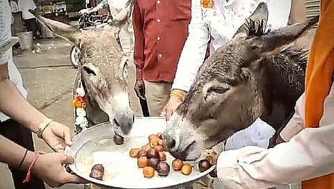 Gulab Jamun : पावसासाठी कायपण! मुसळधार बरसण्यासाठी गाढवांना खाऊ घातले ‘गुलाबजाम’! (Video)