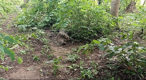 गोंदिया : विजेच्या धक्क्याने तीन बिबट्यांचा मृत्यू