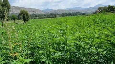 Cannabis Medicine Project