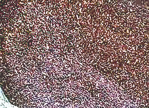 Black rice : बहुगुणी काळ्या तांदळाच्या उत्पादनाला कोकणात गती; 250 ते 300 रुपये किलो मिळतोय भाव