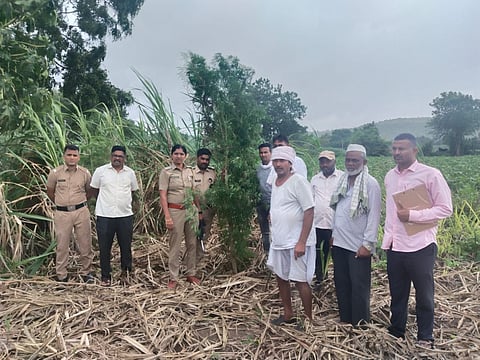 छत्रपती संभाजीनगर : कन्नड तालुक्यात २ लाख ४७ हजारांचा गांजा जप्त