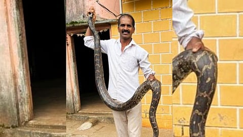 कोल्हापूर : उंदरवाडीच्या सर्पमित्राने पकडला आठ फुटाचा अजगर