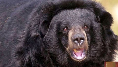 नंदुरबार : बापरे ! एकाच वेळी तीन अस्वलांचा हल्ला; तरुण रक्तात न्हावून निघाला