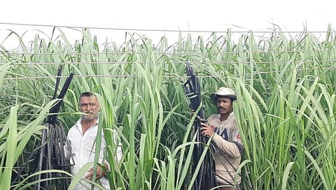 कोल्हापूर : लोंबकाळणाऱ्या विद्युत तारांचा शेतकऱ्यांना धोका