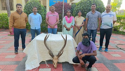 सांगली: पलूसमध्ये हरणाच्या शिंगाची तस्करी; एकास अटक