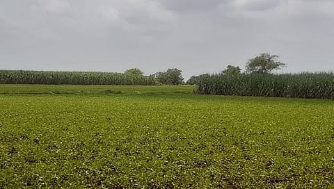 हिंगोली : खरीप हंगामातील पिकांना पावसाची प्रतिक्षा