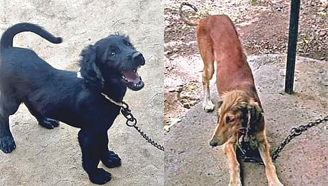 मराठवाड्याची शान पश्मी कारवान, देश-विदेशातून श्वानाला मागणी