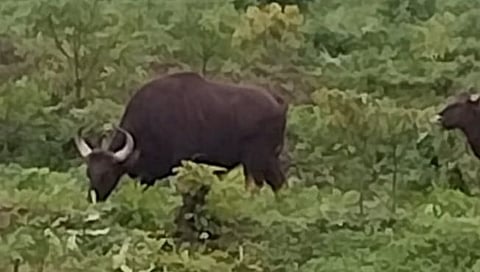 सिंधुदुर्ग : देवगड तालुक्यातील साळशी, चाफेड, कुवळे गावात गव्यांचा मुक्त संचार; परिसरात घबराट