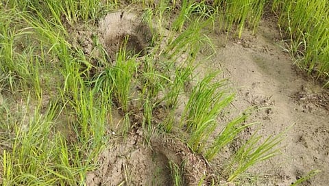 चंद्रपूर : जिल्ह्यातील शेतशिवारात आढळल्या हत्तीच्या पाऊलखुणा; वनविभागाकडून सतर्कतेचे आवाहन