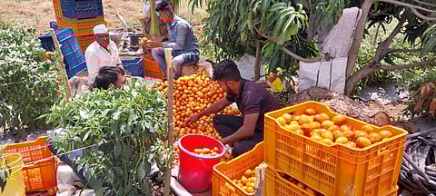 अबब…!! पंधराशे क्रेट टोमॅटो विकले १५ लाखांना, मांजरेवाडीचे शेतकरी अरविंद मांजरे कुटुंबाची मेहनत फळाला