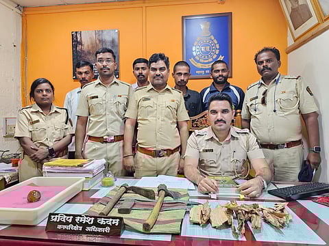 नगर: चंदनाची तस्करी करणाऱ्याच्या मुसक्या आवळल्या; अकोले वनविभागाची कारवाई