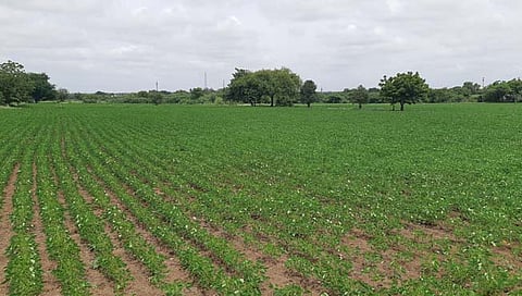 दुष्काळछाया गडद