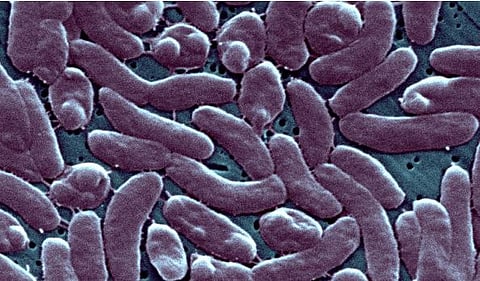 संग्रहित छायाचित्र.