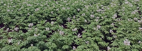 सातगाव पठार भागात बटाटा पीक फुलोर्यात