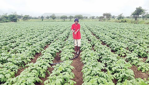 पेठ : सातगाव पठारला बटाटा जगविण्याची धडपड