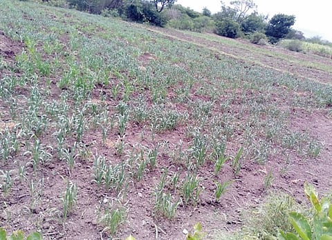 बेट भागात पावसाअभावी सोयाबीन संकटात