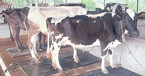 चिंताजनक! पाणी, चाराटंचाईने दूधउत्पादक संकटात; नगर तालुक्यातील चित्र