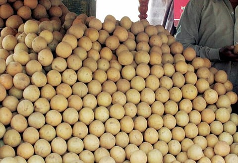 चिकूची 100 ते 120 रुपये किलोने विक्री