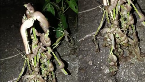 रात्रीच्यावेळी गोगलगायीकडून पिकं फस्त; शेतकऱ्याने काढले धक्कादायक व्हिडिओ